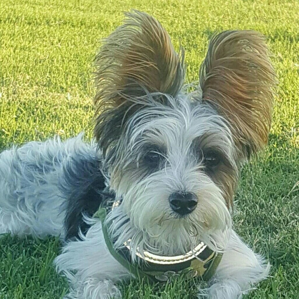 Meet your Posher, Yvona